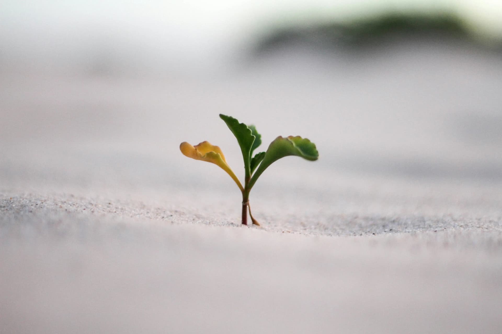 Ownership without micromanagement